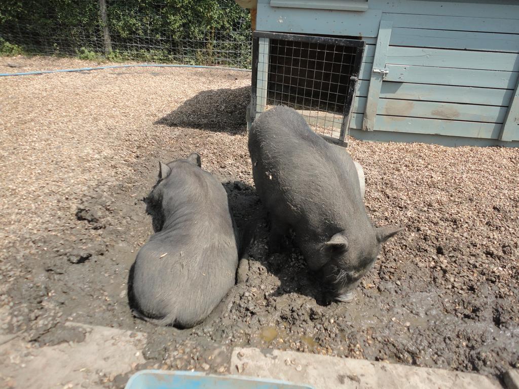 Willow Court Farm Studio South & Petting Farm, 8 Mins From Legoland & Windsor, 15 Mins From Lapland Uk Luaran gambar