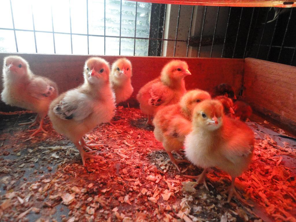 Willow Court Farm Studio South & Petting Farm, 8 Mins From Legoland & Windsor, 15 Mins From Lapland Uk Luaran gambar