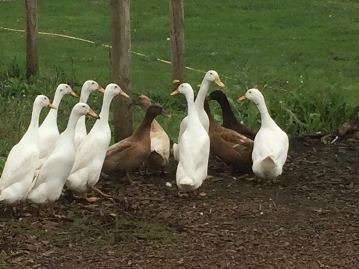 Willow Court Farm Studio South & Petting Farm, 8 Mins From Legoland & Windsor, 15 Mins From Lapland Uk Luaran gambar