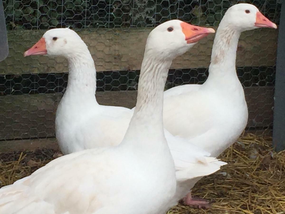 Willow Court Farm Studio South & Petting Farm, 8 Mins From Legoland & Windsor, 15 Mins From Lapland Uk Luaran gambar