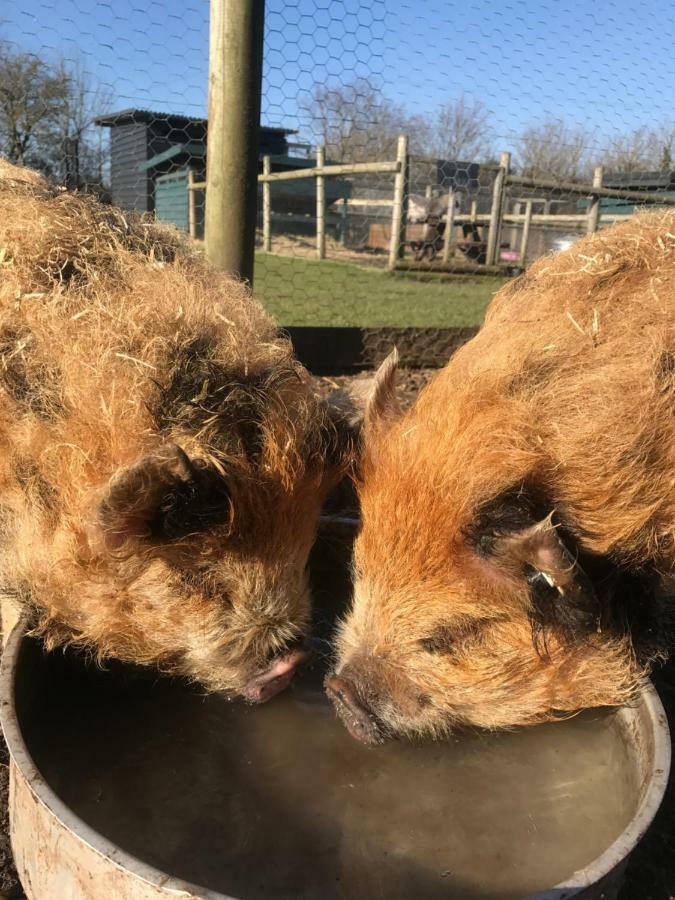 Willow Court Farm Studio South & Petting Farm, 8 Mins From Legoland & Windsor, 15 Mins From Lapland Uk Luaran gambar