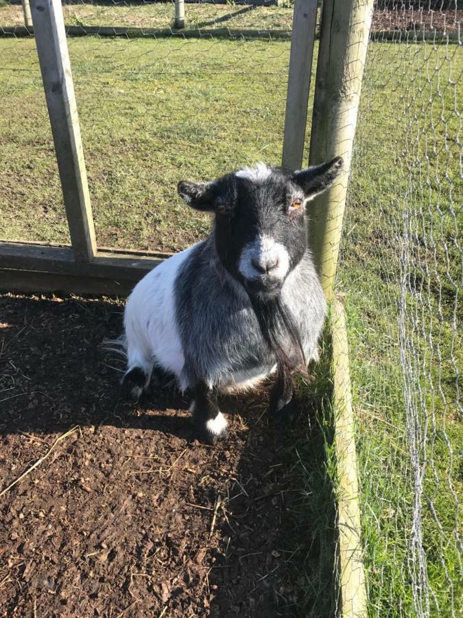 Willow Court Farm Studio South & Petting Farm, 8 Mins From Legoland & Windsor, 15 Mins From Lapland Uk Luaran gambar