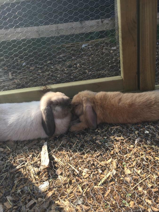 Willow Court Farm Studio South & Petting Farm, 8 Mins From Legoland & Windsor, 15 Mins From Lapland Uk Luaran gambar