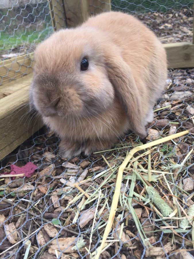 Willow Court Farm Studio South & Petting Farm, 8 Mins From Legoland & Windsor, 15 Mins From Lapland Uk Luaran gambar
